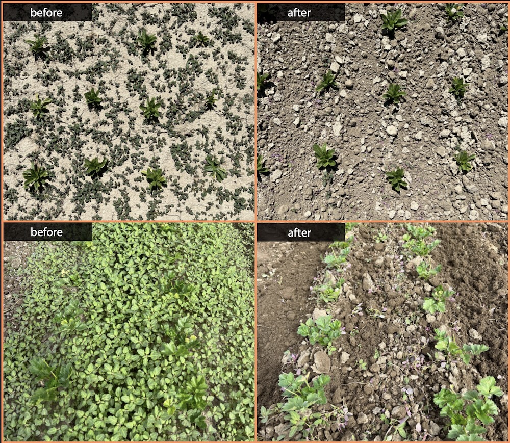 a comparison of weeds on a farm before and after using FarmWise's Vulcan weeding robot.